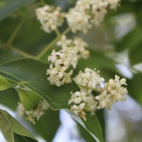 Ligustrum robustum (Roxb.) Blume